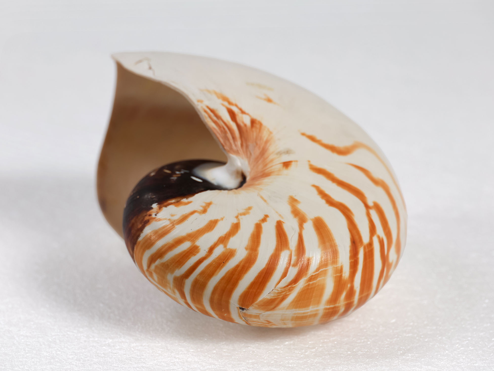 Margaret Roessler Seashell Collection